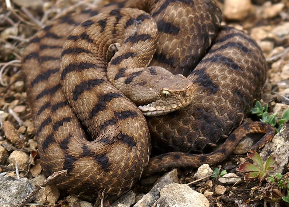 Vipera aspis — patrón dorsal