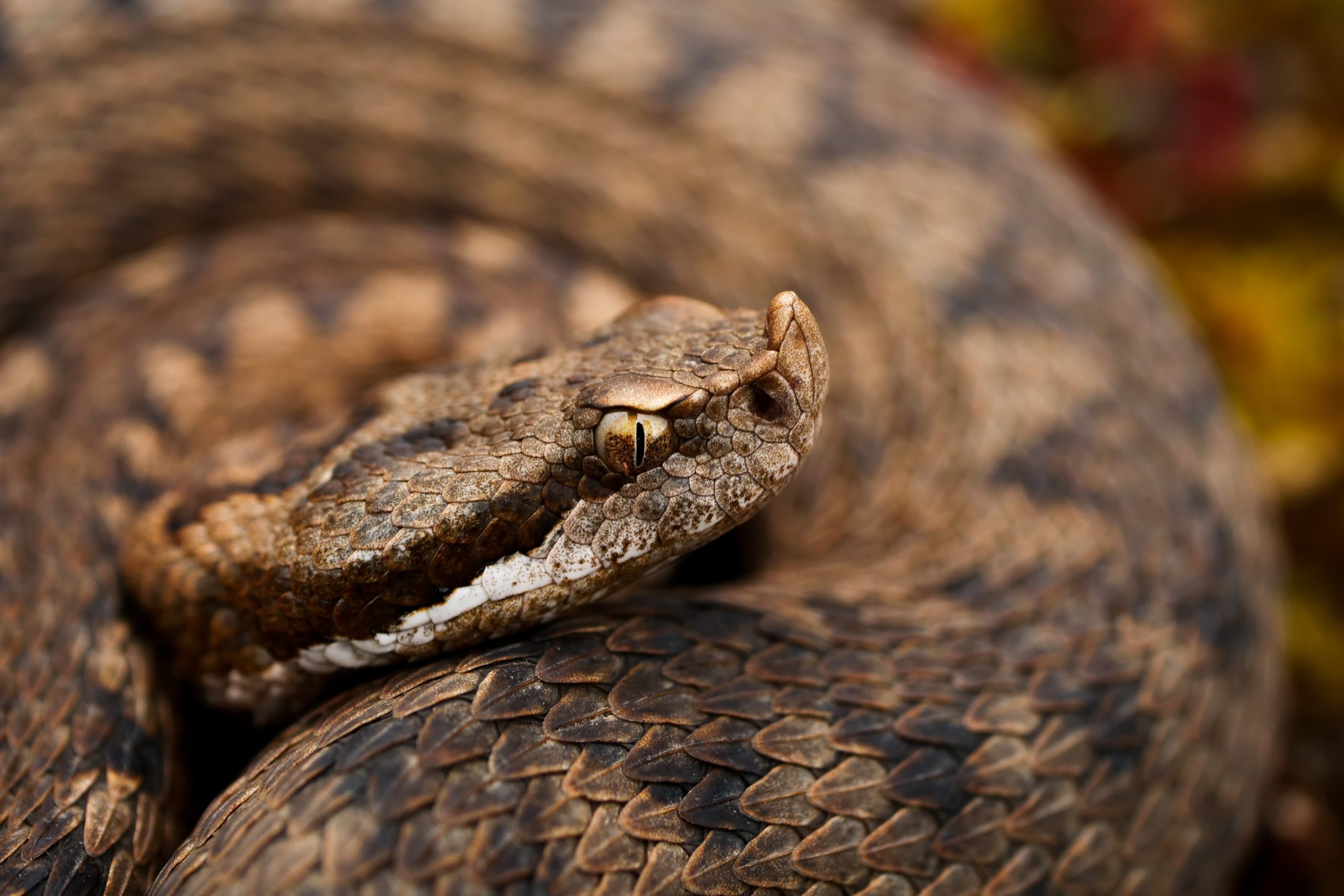 Víbora hocicuda con apéndice nasal