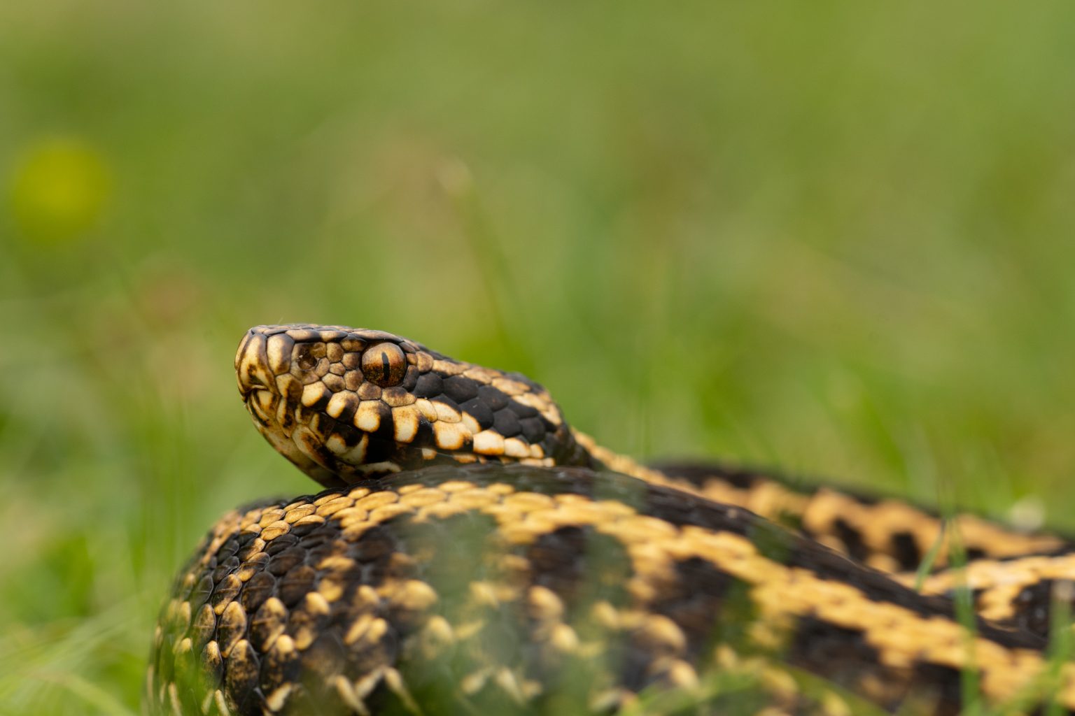 Víbora cantábrica en su hábitat atlántico